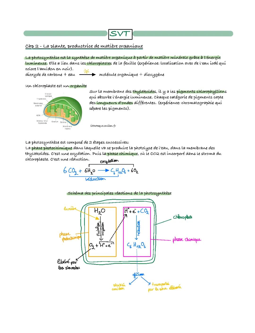 La Photosynthèse : Production de Matière Organique - Cours PDF