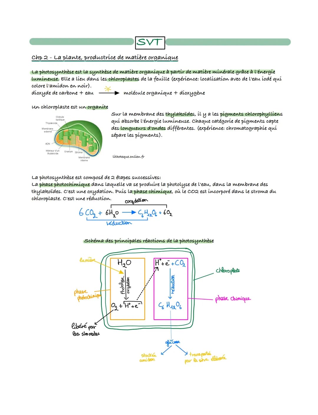 Chp 2- La plante, productrice de matière organique
La photosynthèse est la synthèse de matière organique à partir de matière minérale grâce 