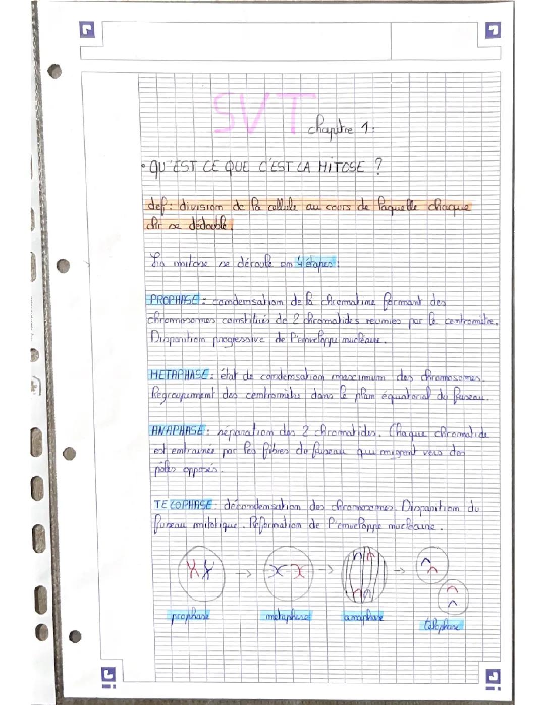 Mitose méiose 