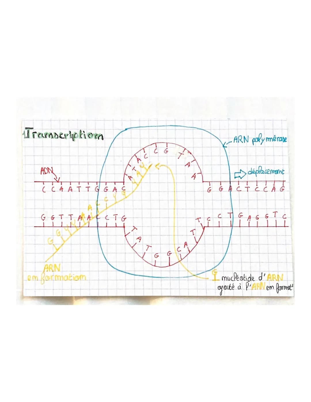 
<p>La transcription est le mécanisme permettant la fabrication de l'ARN à partir de l'ADN dans le noyau. L'ARN polymérase, une enzyme, comm