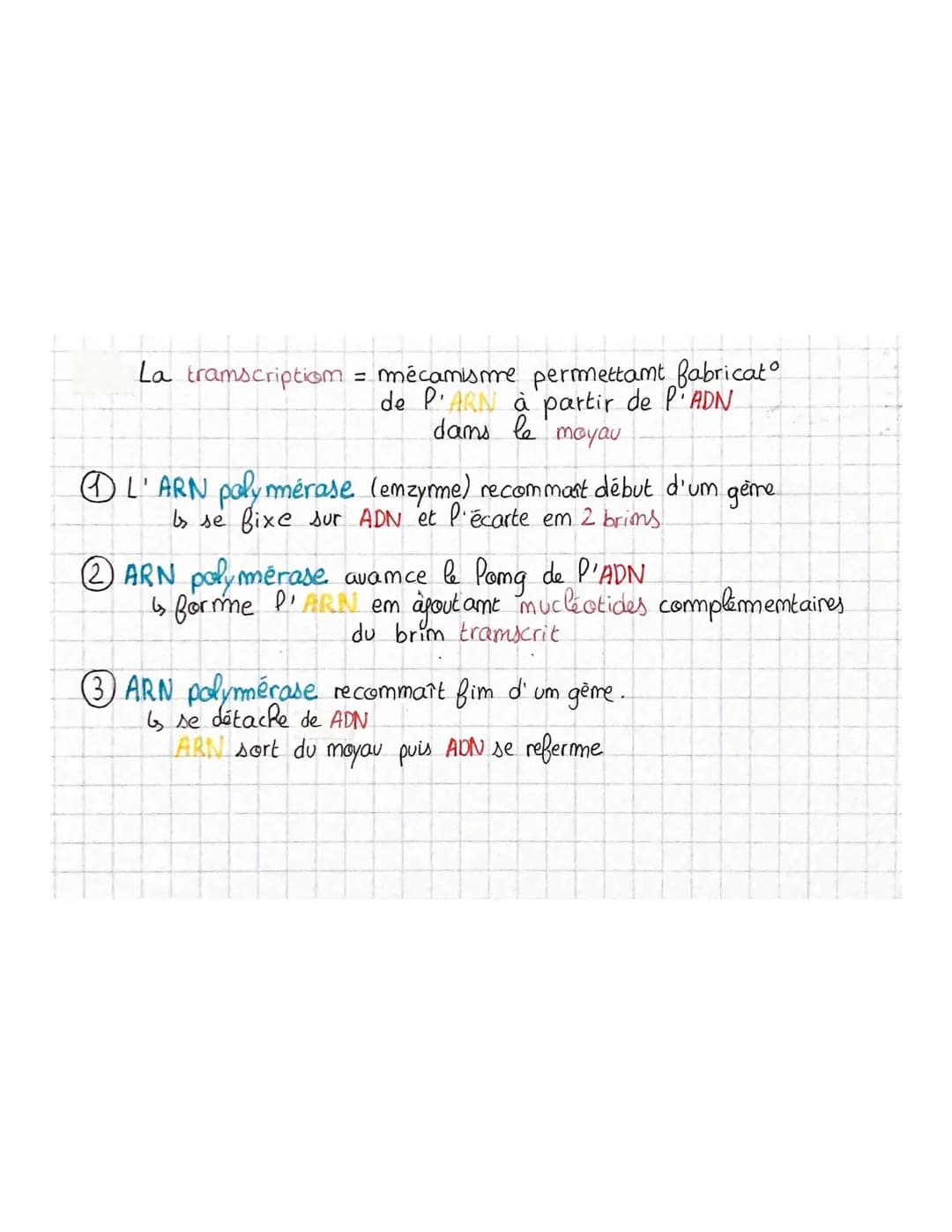 
<p>La transcription est le mécanisme permettant la fabrication de l'ARN à partir de l'ADN dans le noyau. L'ARN polymérase, une enzyme, comm