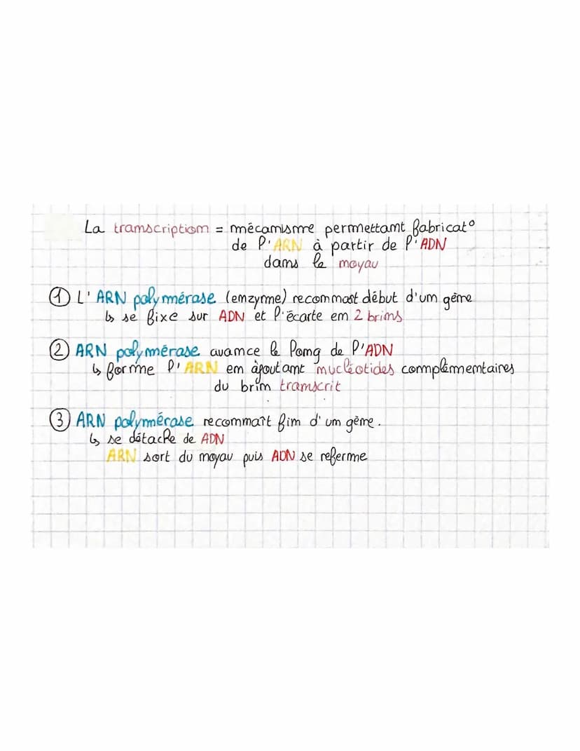 
<p>La transcription est le mécanisme permettant la fabrication de l'ARN à partir de l'ADN dans le noyau. L'ARN polymérase, une enzyme, comm