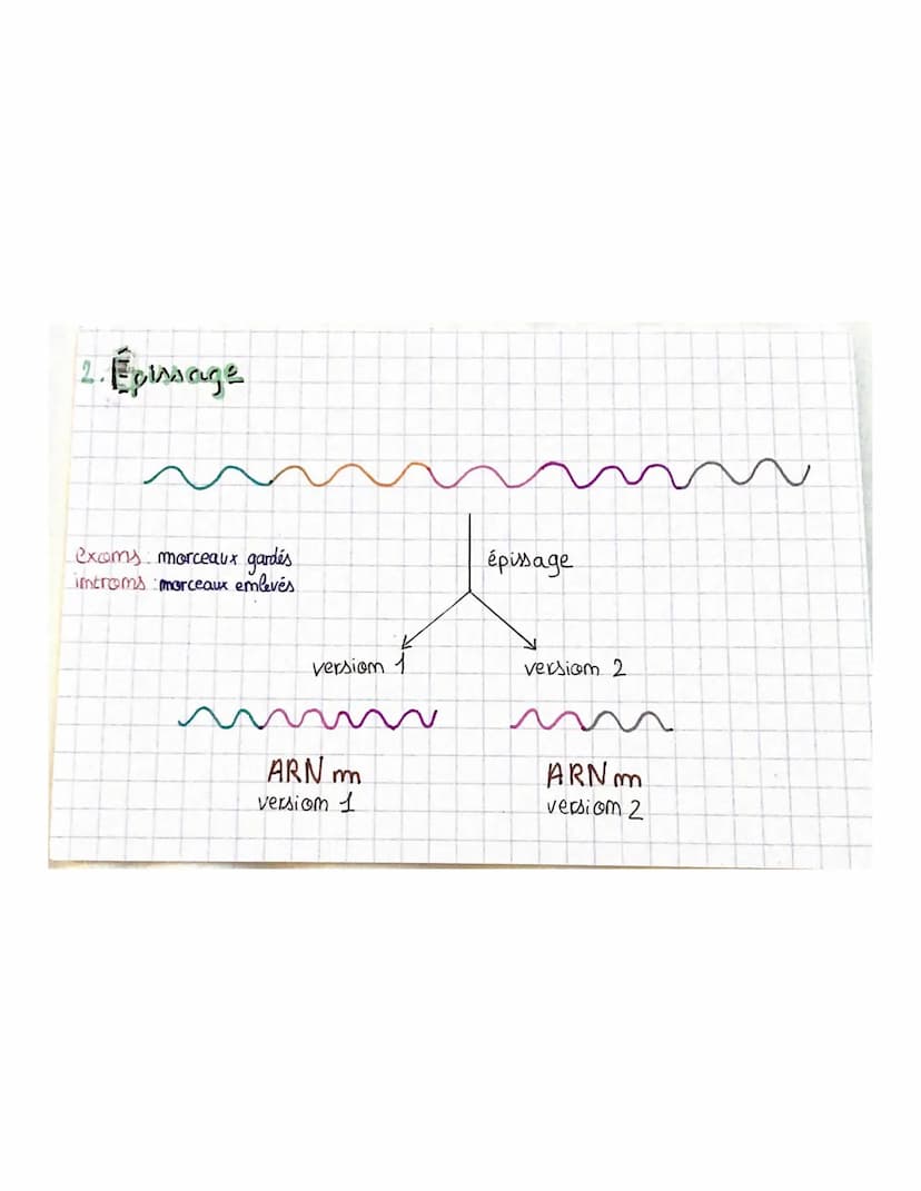
<p>La transcription est le mécanisme permettant la fabrication de l'ARN à partir de l'ADN dans le noyau. L'ARN polymérase, une enzyme, comm