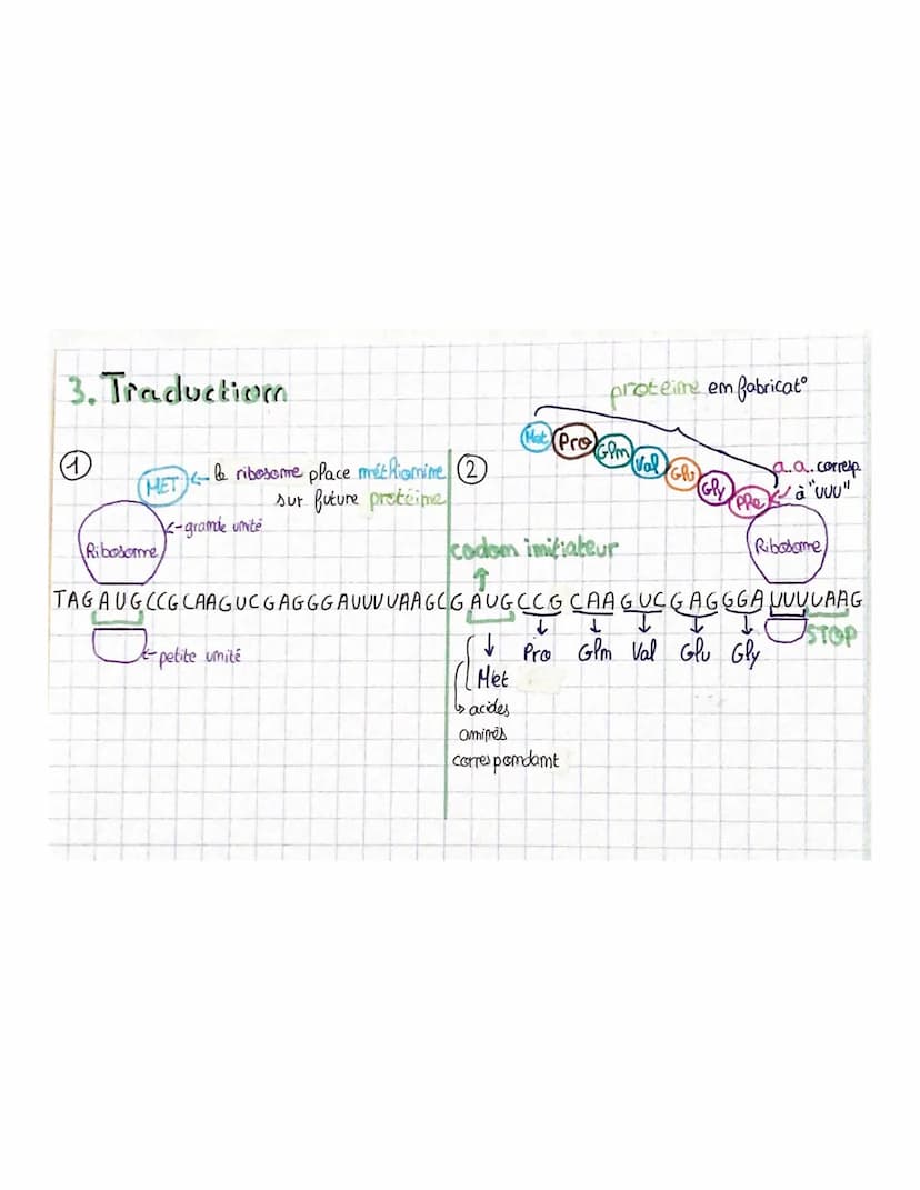 
<p>La transcription est le mécanisme permettant la fabrication de l'ARN à partir de l'ADN dans le noyau. L'ARN polymérase, une enzyme, comm