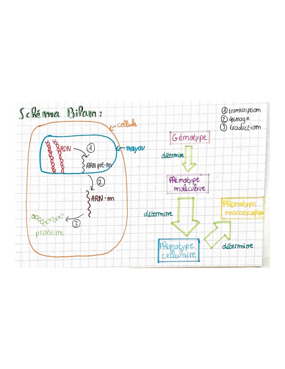 
<p>La transcription est le mécanisme permettant la fabrication de l'ARN à partir de l'ADN dans le noyau. L'ARN polymérase, une enzyme, comm