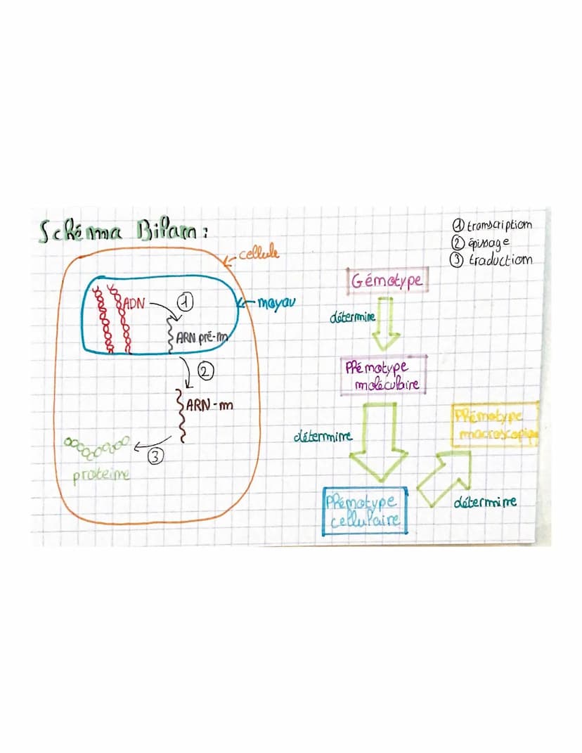 
<p>La transcription est le mécanisme permettant la fabrication de l'ARN à partir de l'ADN dans le noyau. L'ARN polymérase, une enzyme, comm