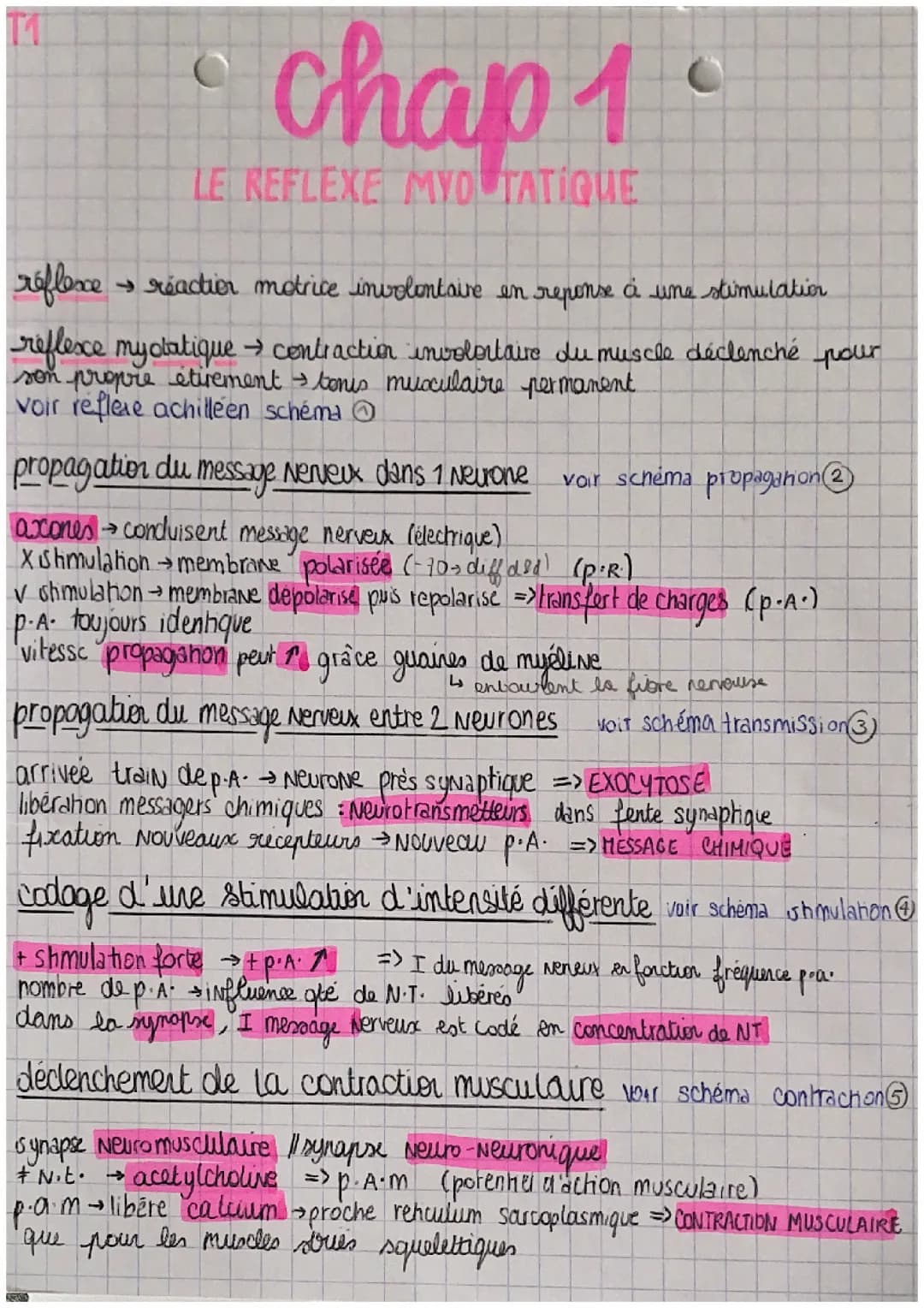 le réflexe myotatique 