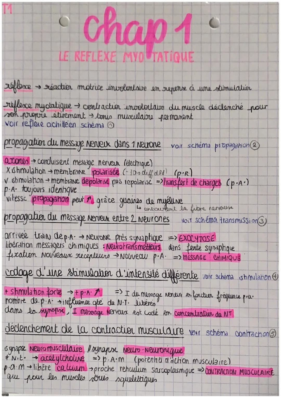 11
chap 1
LE REFLEXE MYOTATIQUE
réflexe réaction motrice involontaire in repense à une stimulation
->
réflexe my statique → contraction invo