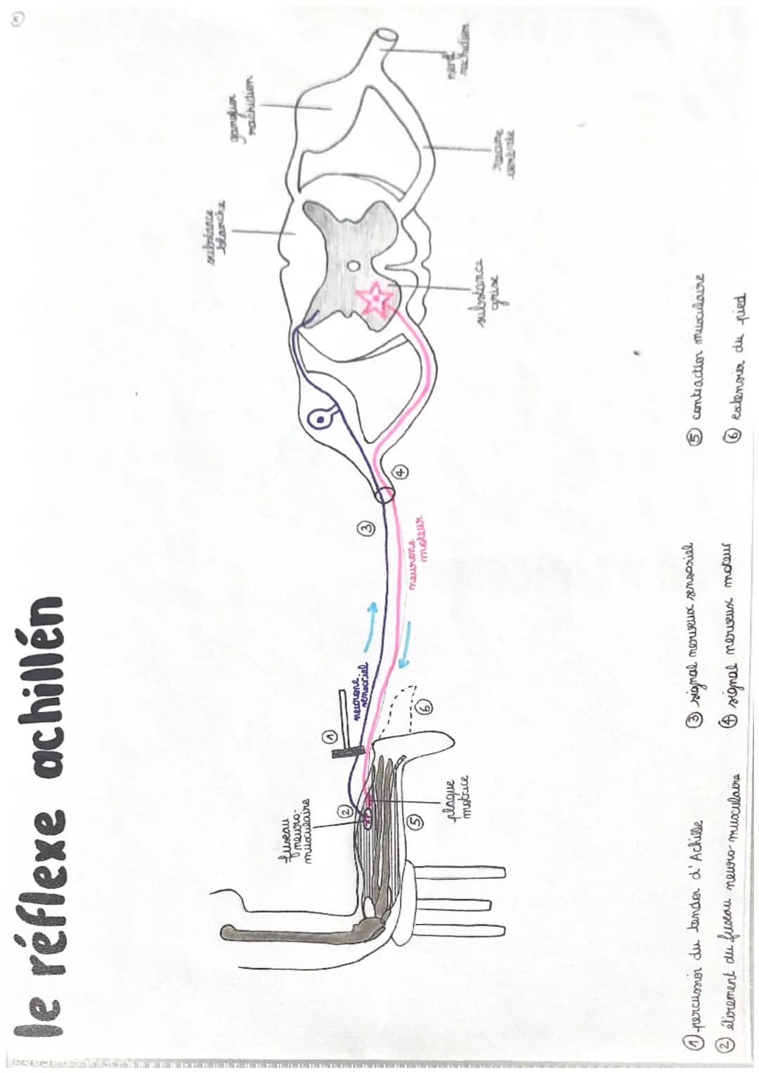 11
chap 1
LE REFLEXE MYOTATIQUE
réflexe réaction motrice involontaire in repense à une stimulation
->
réflexe my statique → contraction invo
