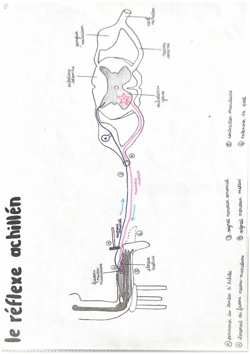 11
chap 1
LE REFLEXE MYOTATIQUE
réflexe réaction motrice involontaire in repense à une stimulation
->
réflexe my statique → contraction invo