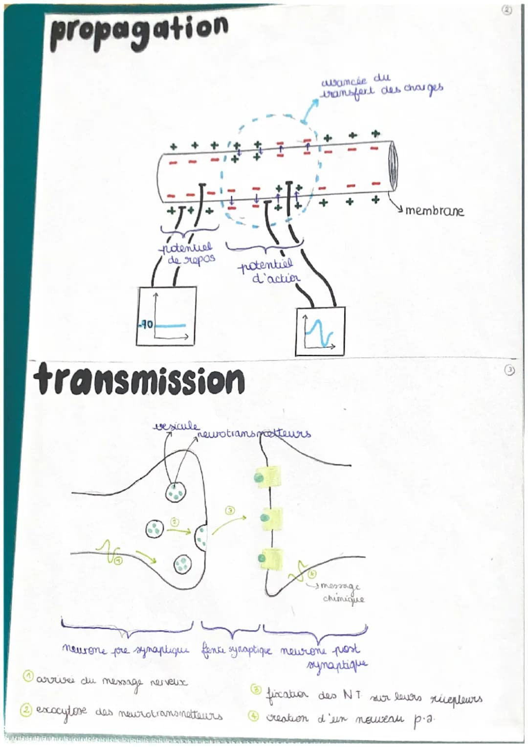 11
chap 1
LE REFLEXE MYOTATIQUE
réflexe réaction motrice involontaire in repense à une stimulation
->
réflexe my statique → contraction invo