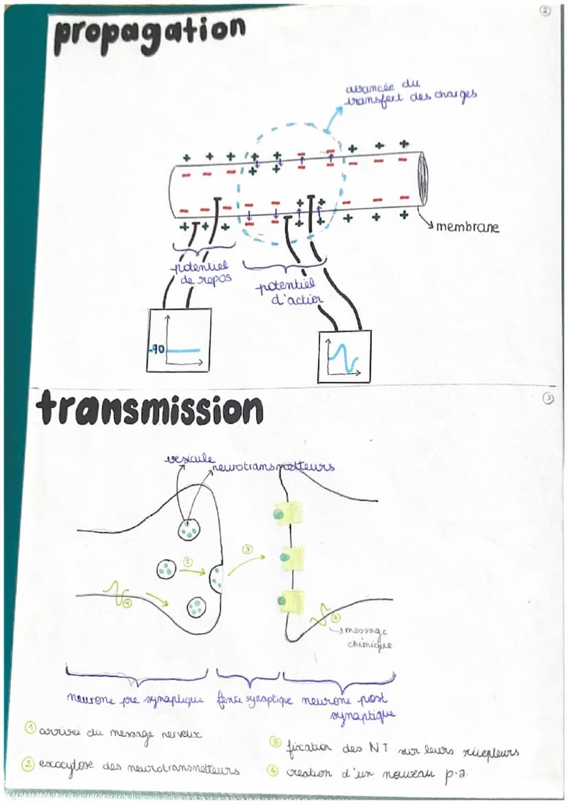 11
chap 1
LE REFLEXE MYOTATIQUE
réflexe réaction motrice involontaire in repense à une stimulation
->
réflexe my statique → contraction invo