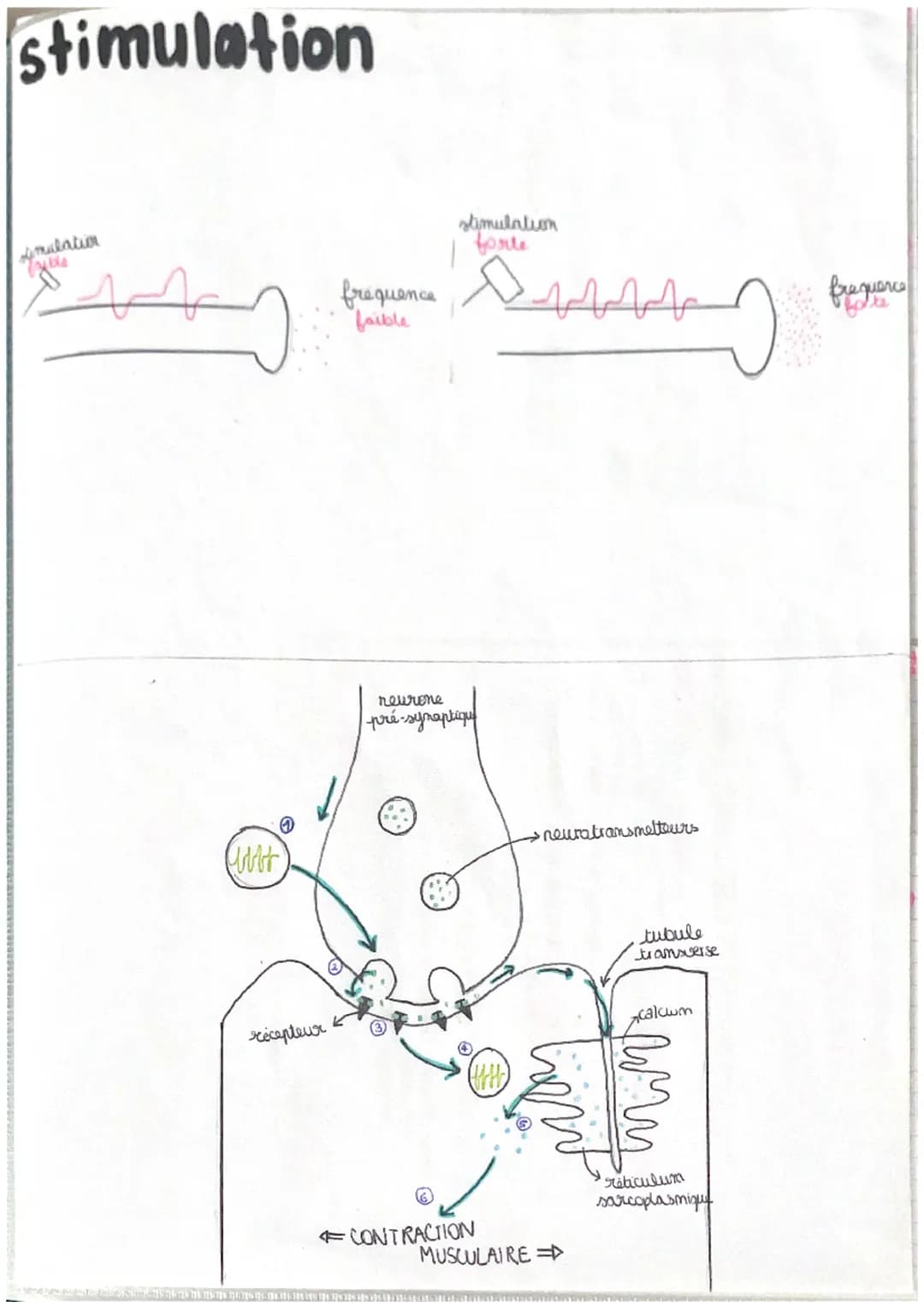 11
chap 1
LE REFLEXE MYOTATIQUE
réflexe réaction motrice involontaire in repense à une stimulation
->
réflexe my statique → contraction invo