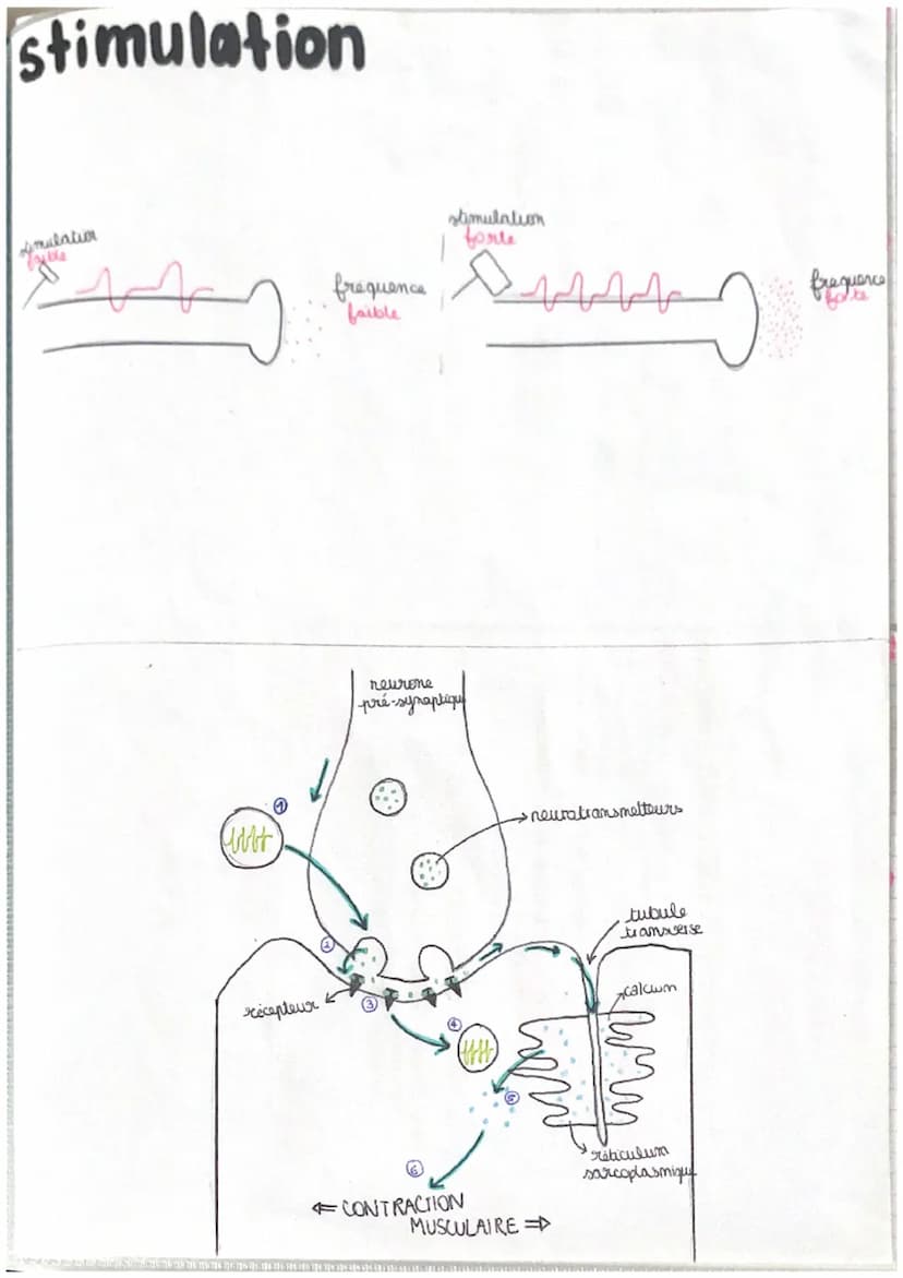 11
chap 1
LE REFLEXE MYOTATIQUE
réflexe réaction motrice involontaire in repense à une stimulation
->
réflexe my statique → contraction invo