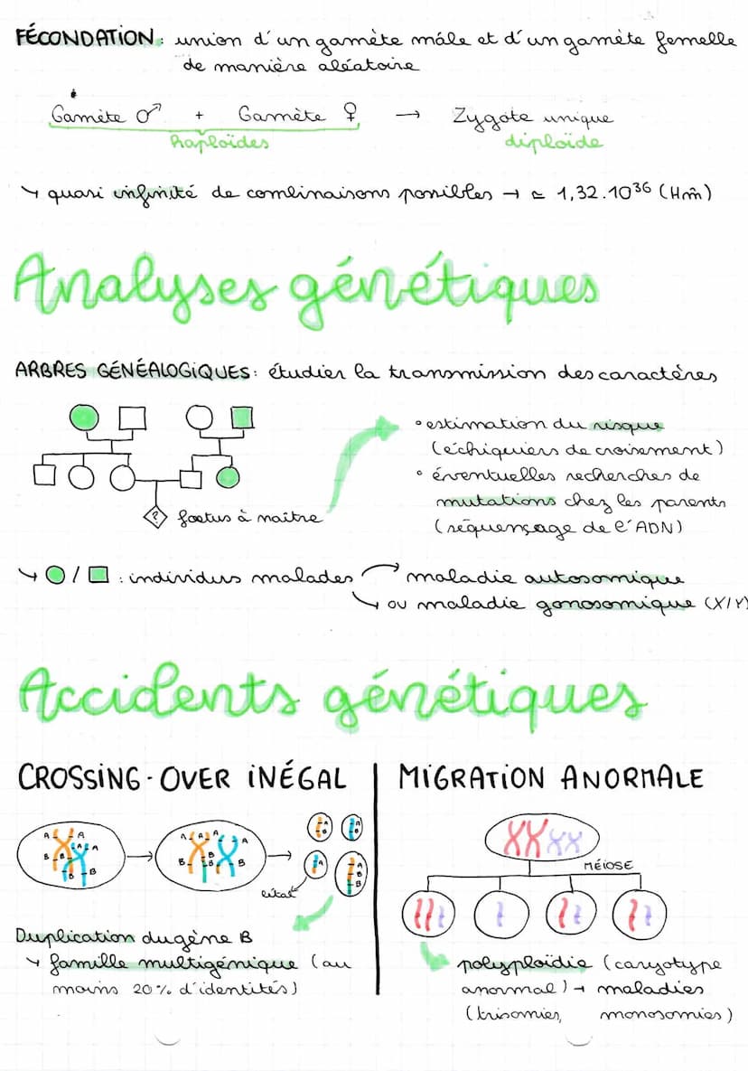 ORIGINE DU
génotype
18109122
Conservation
CLONE CELLULAIRE: ensemble de cellules issues de mitoses
successives d'une cellule initiale
foncti