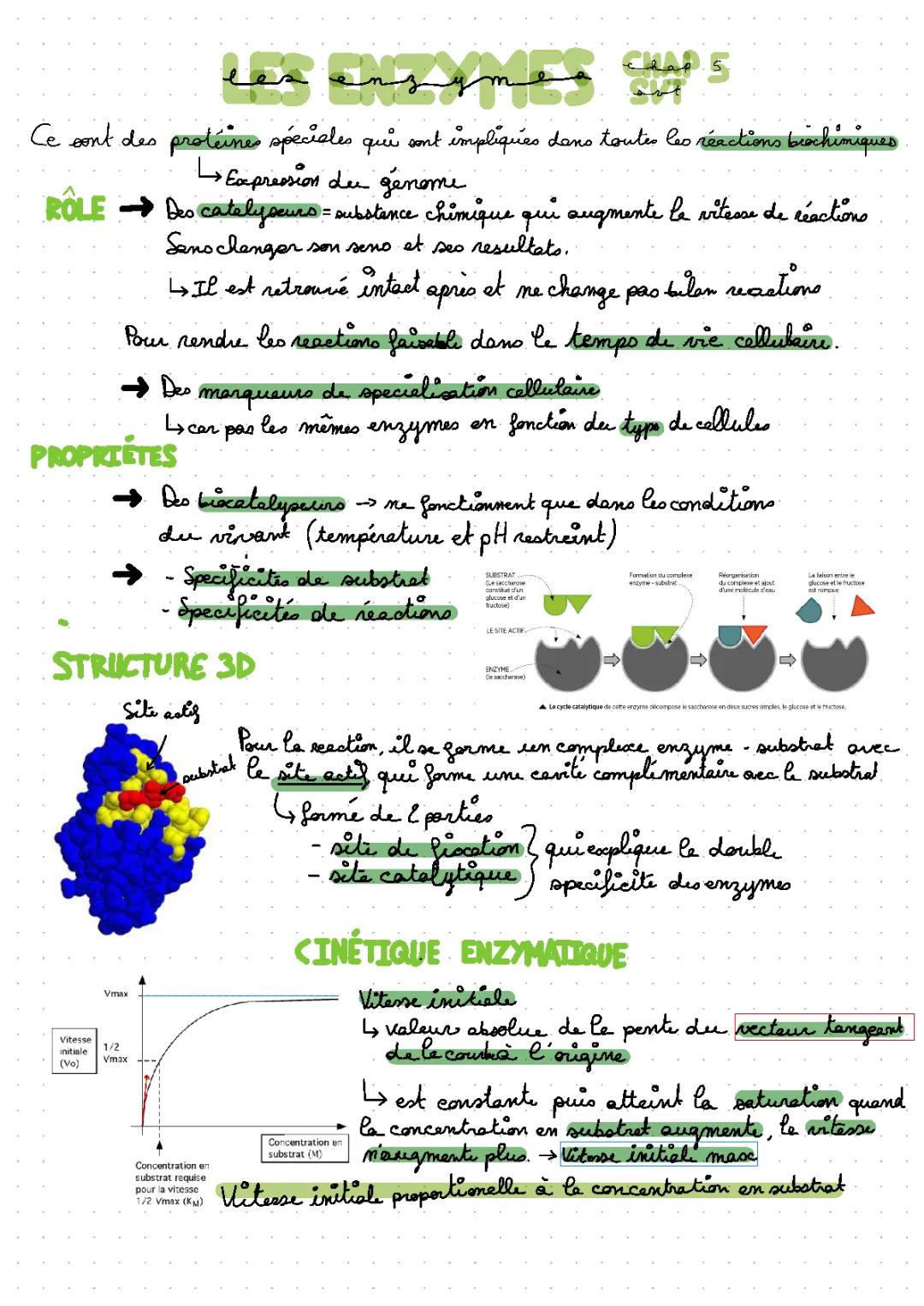 Découvre la Magie des Enzymes : Définitions et Exercices Amusants