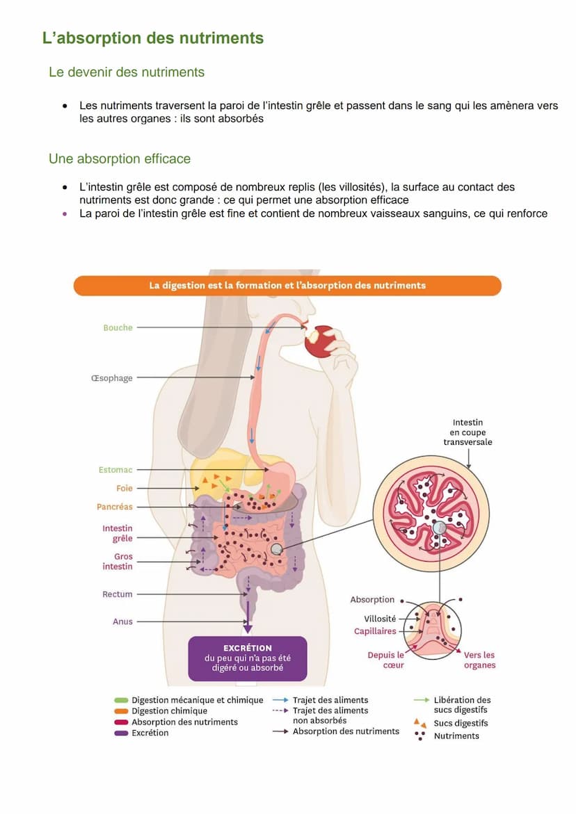 Le trajet des aliments dans l'appareil digestif
L'anatomie de l'appareil digestif
L'appareil digestif est constitué de:
●
● L'œsophage
● L'e