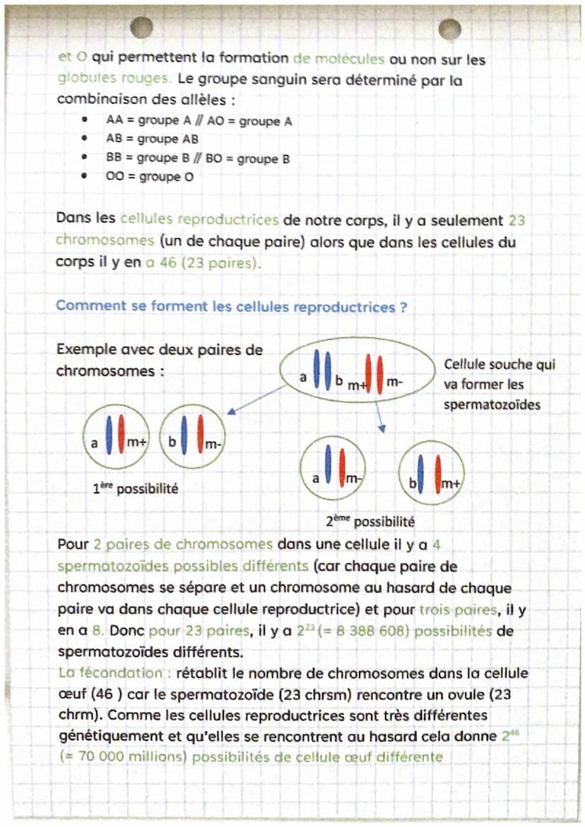 La génétique
Rappels:
Tous les caractères acquis au cours de la vie ne sont pas transmis aux
descendants. L'information génétique est conten