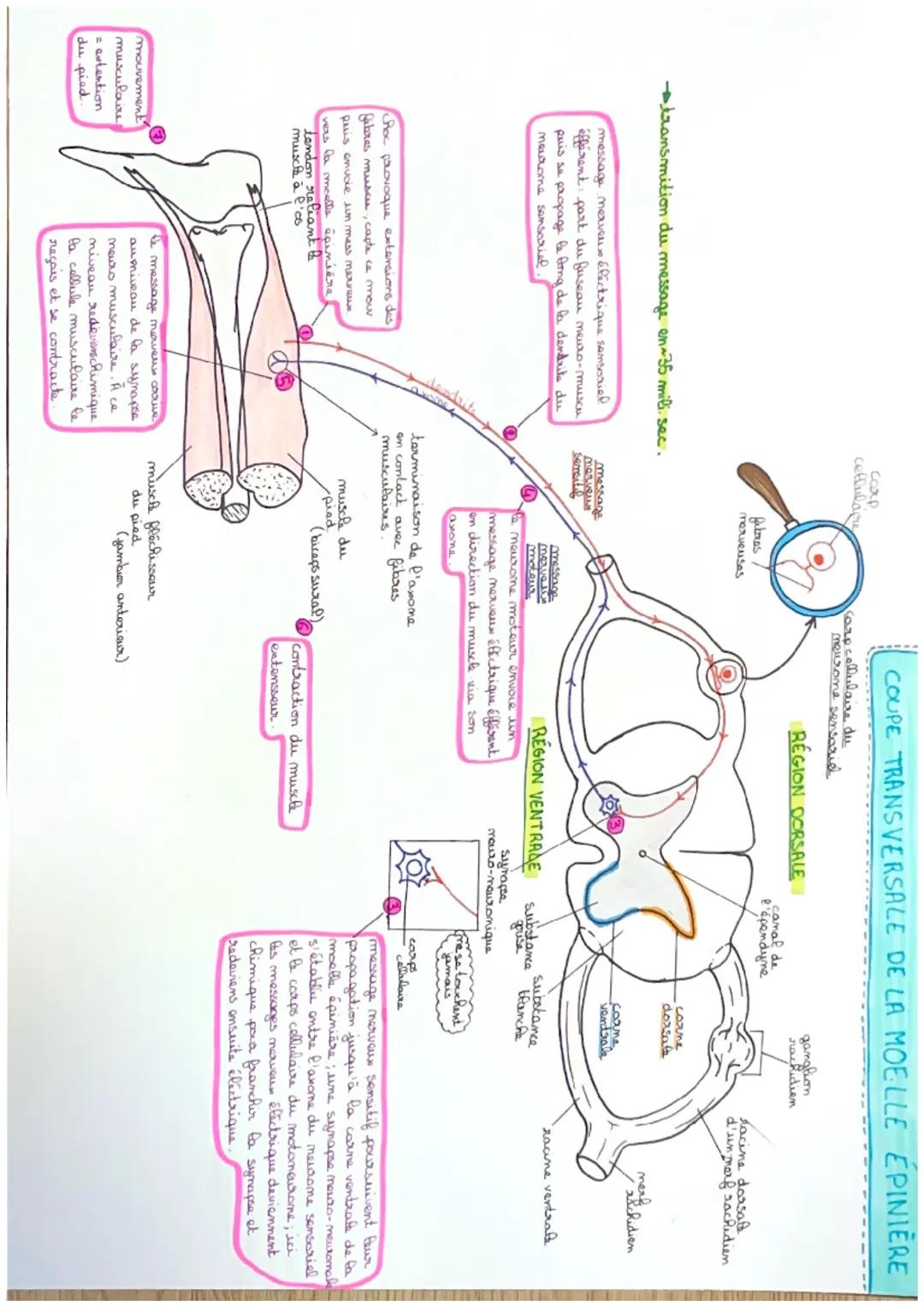 # COUPE TRANSVERSALE DE LA MOELLE ÉPINIÈRE

coap
cellulare

Carp cellulaire du
meurome sensazied

## RÉGION DORSALE

ganglion
rachidien

cam