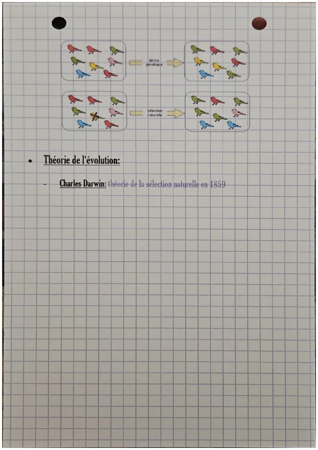 Chap. 4: Mécanisme de l'évolution
●
●
●
SVT:
Dérive génétique:
Changement aléatoire de la fréquence des allèles au fil des générations.
Plus