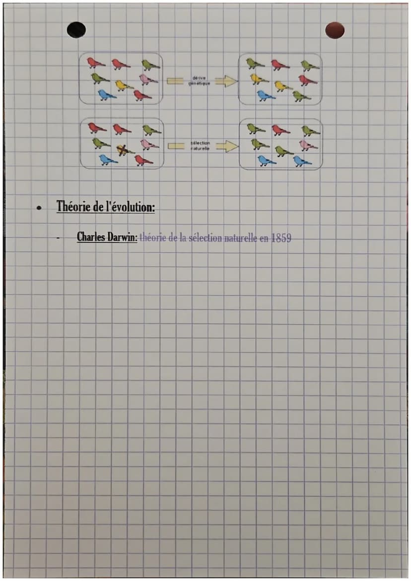 Chap. 4: Mécanisme de l'évolution
●
●
●
SVT:
Dérive génétique:
Changement aléatoire de la fréquence des allèles au fil des générations.
Plus