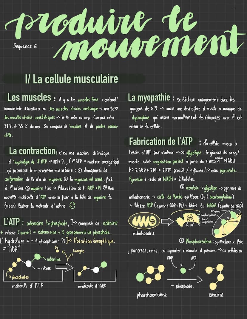 Svt Génétique et évolution
1/ origines des génotypes humains
stabilité génétique et évolution clonale
La mitose: la prophase, disparition de
