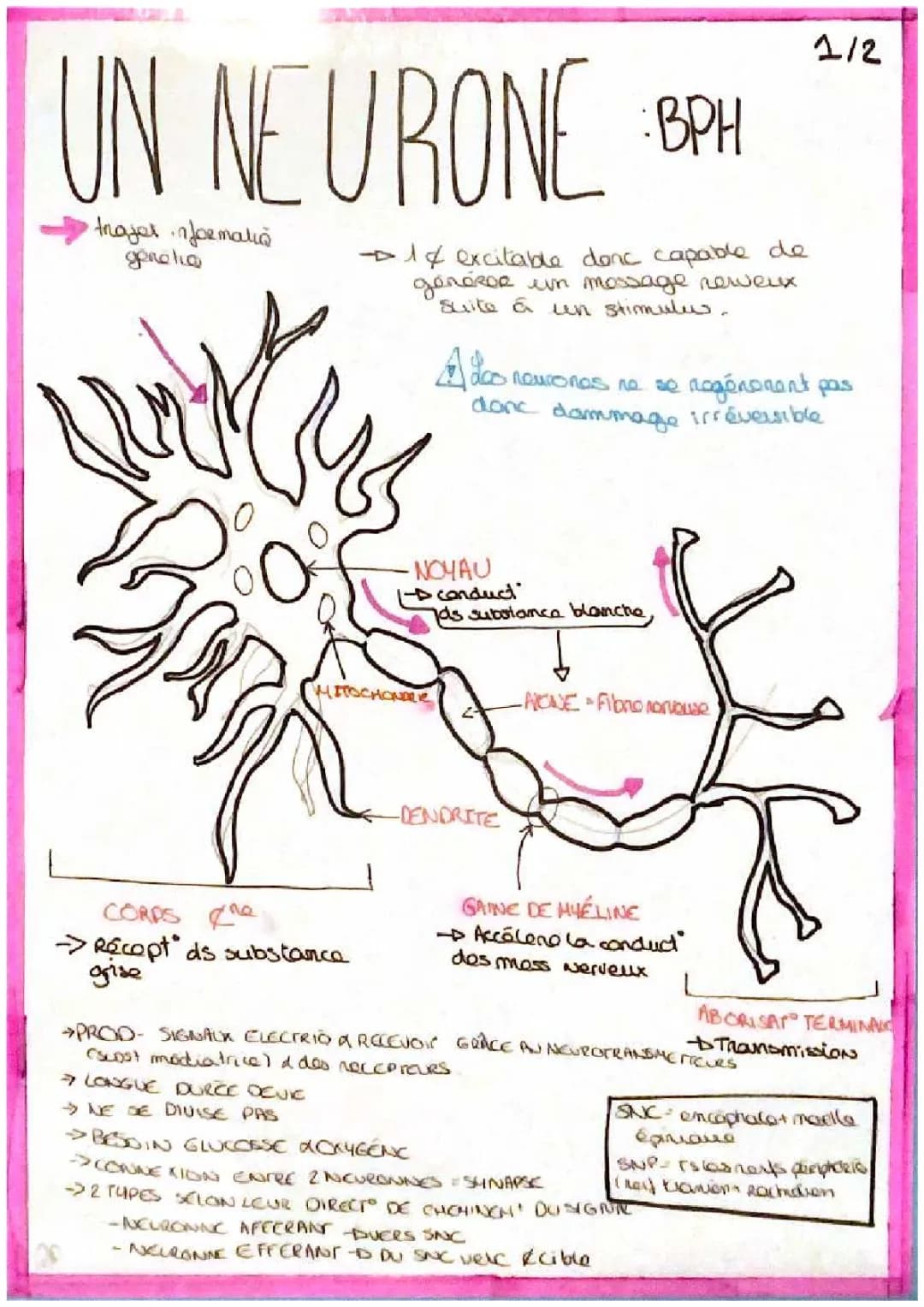 Découvre le Monde des Neurones: Cours Biologie ST2S en PDF