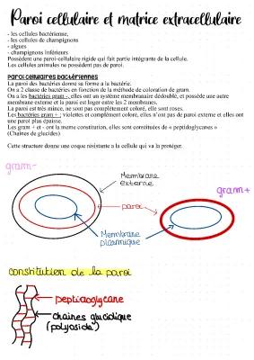 Know  fiche de révision sur la paroi cellulaire et la matrice extracellulaire  thumbnail