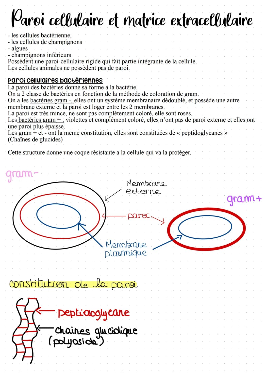 Paroi cellulaire et matrice extracellulaire
- les cellules bactérienne,
- les cellules de champignons
- algues
- champignons inférieurs
Poss