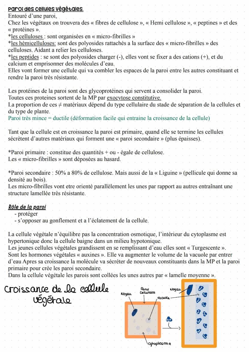 Paroi cellulaire et matrice extracellulaire
- les cellules bactérienne,
- les cellules de champignons
- algues
- champignons inférieurs
Poss