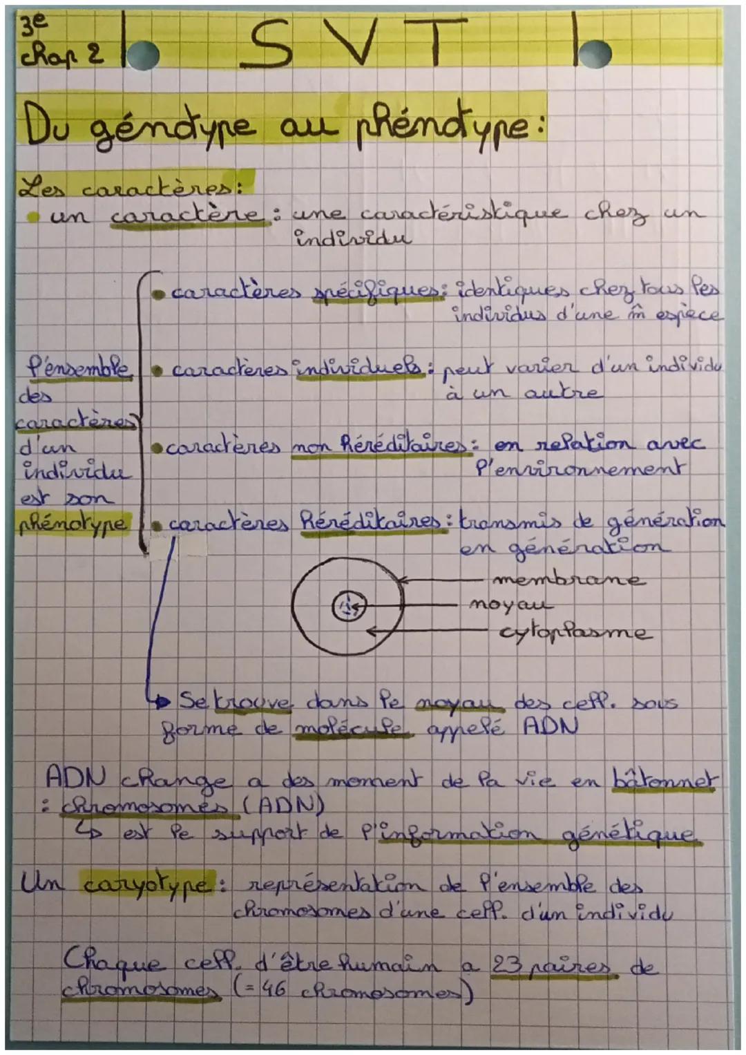3e
chap 2
# SVT
## Du géntype au phénotype:
Les caractères:
- un caractère : une caractéristique chez un
individu
- caractères spécifiques: 