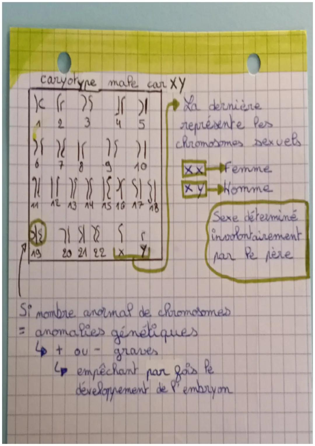 3e
chap 2
# SVT
## Du géntype au phénotype:
Les caractères:
- un caractère : une caractéristique chez un
individu
- caractères spécifiques: 