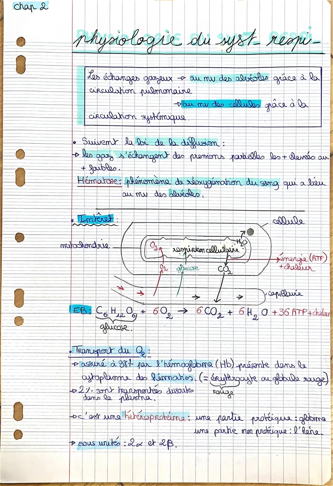 chap 2
physiologie du syst- respi-
Les échanges gazeux → au mu des alvéoles grâce à la
circulation pulmonaire
-Dau mur des cellules grâce à 