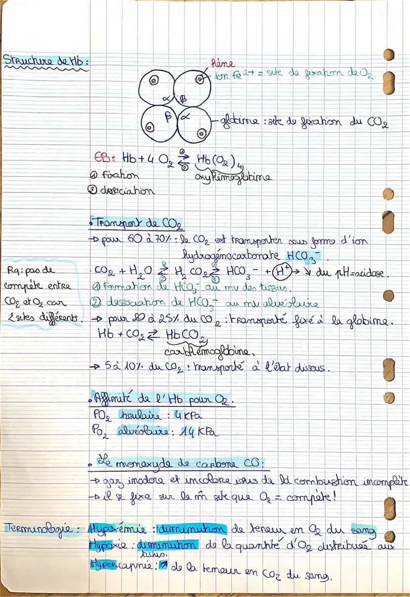 chap 2
physiologie du syst- respi-
Les échanges gazeux → au mu des alvéoles grâce à la
circulation pulmonaire
-Dau mur des cellules grâce à 