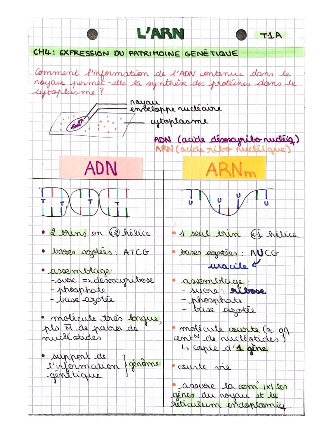 L'ARN
CHL: EXPRESSION DU PATRIMOINE GENETIQUE
Comment l'information de l'ADN contenue dans le
noyour permet-elle la synthèse des protéines d