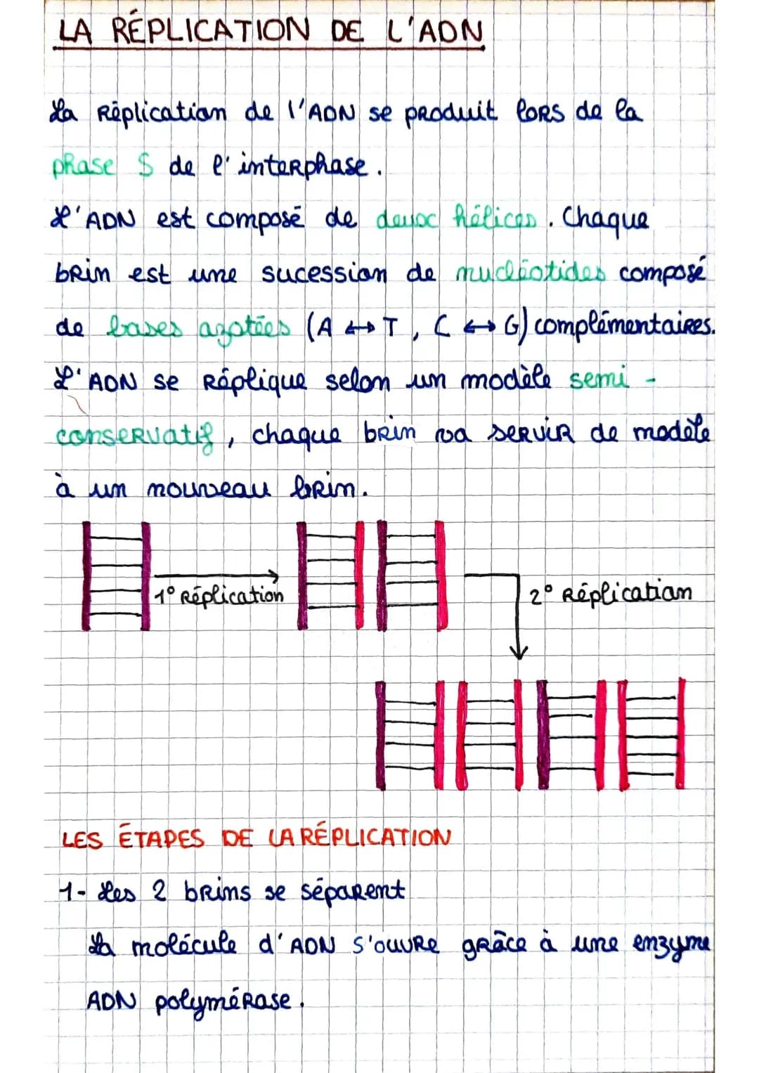 LA REPLICATION DE L'ADN
La Replication de l'ADN se produit lors de la
phase $ de l'interphase.
L'ADN est composé de devxc hélices. Chaque
br