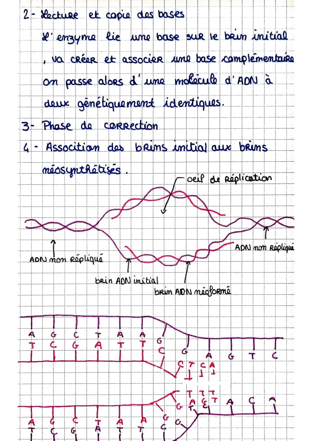 LA REPLICATION DE L'ADN
La Replication de l'ADN se produit lors de la
phase $ de l'interphase.
L'ADN est composé de devxc hélices. Chaque
br