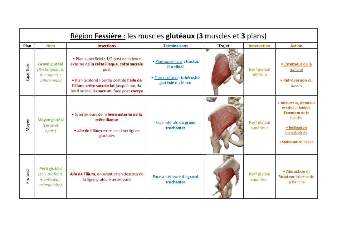 anatomie hanche et cuisse