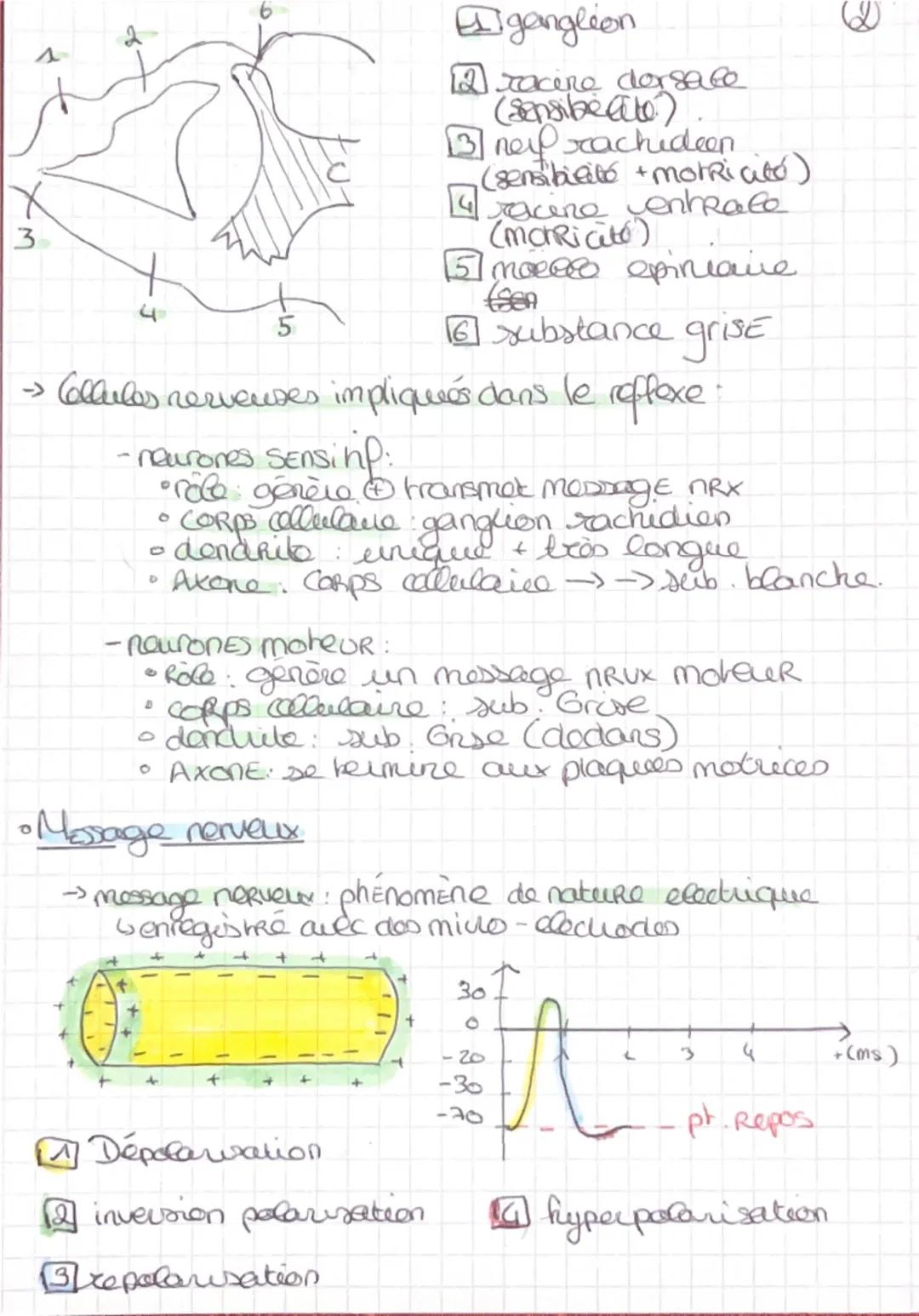 S.U.T

Corps humain et santé
# Chap 1 des Reflexes
1. reflexe nyotaiquue
2 types de movements: - volontaires
-involontaires (reflexes)
→le c