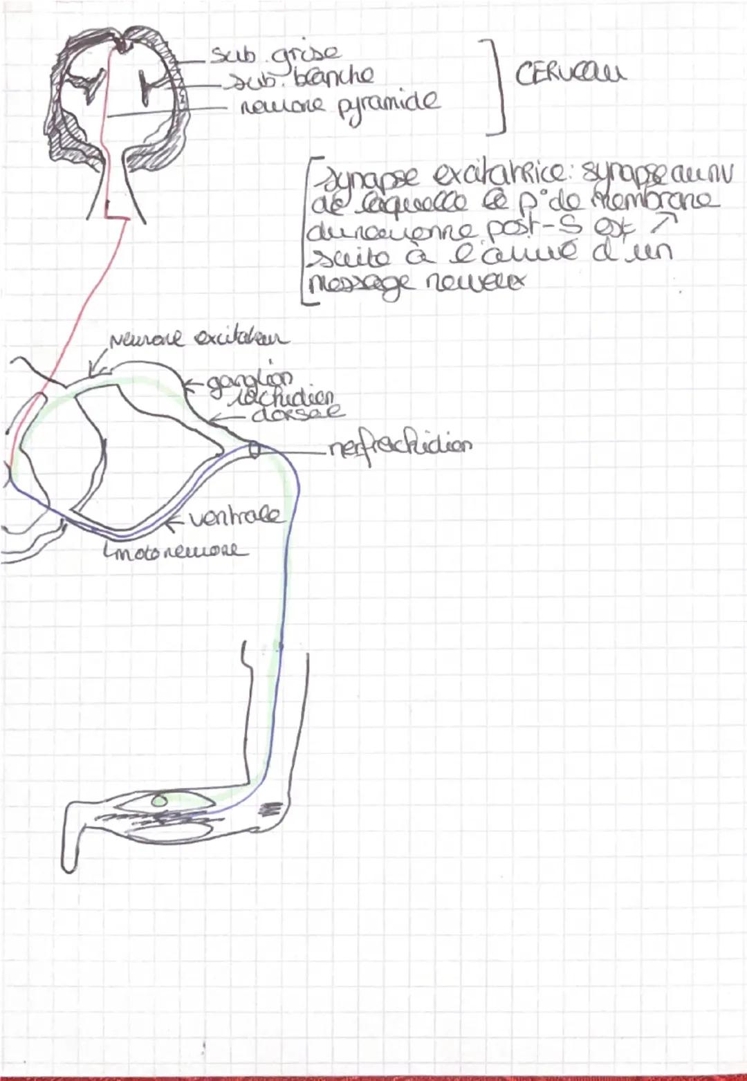 S.U.T

Corps humain et santé
# Chap 1 des Reflexes
1. reflexe nyotaiquue
2 types de movements: - volontaires
-involontaires (reflexes)
→le c