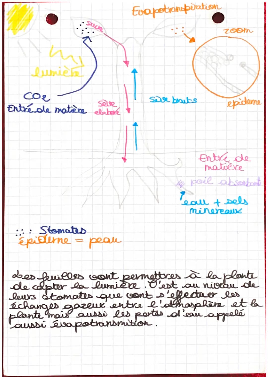 SVT
la nutrition
Au niveau des racines; il existe une grande
surface d'échange: les poils absorbants
qui permettent l''absorption d'eau et d
