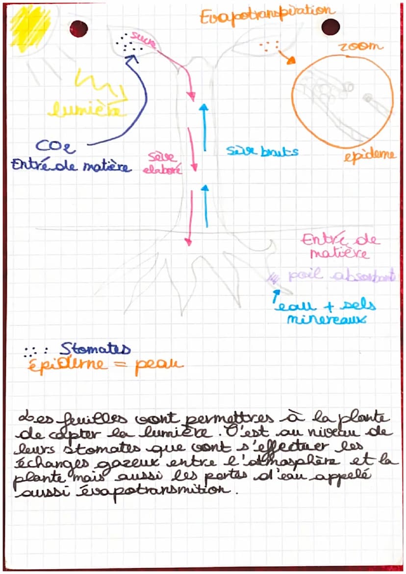 SVT
la nutrition
Au niveau des racines; il existe une grande
surface d'échange: les poils absorbants
qui permettent l''absorption d'eau et d