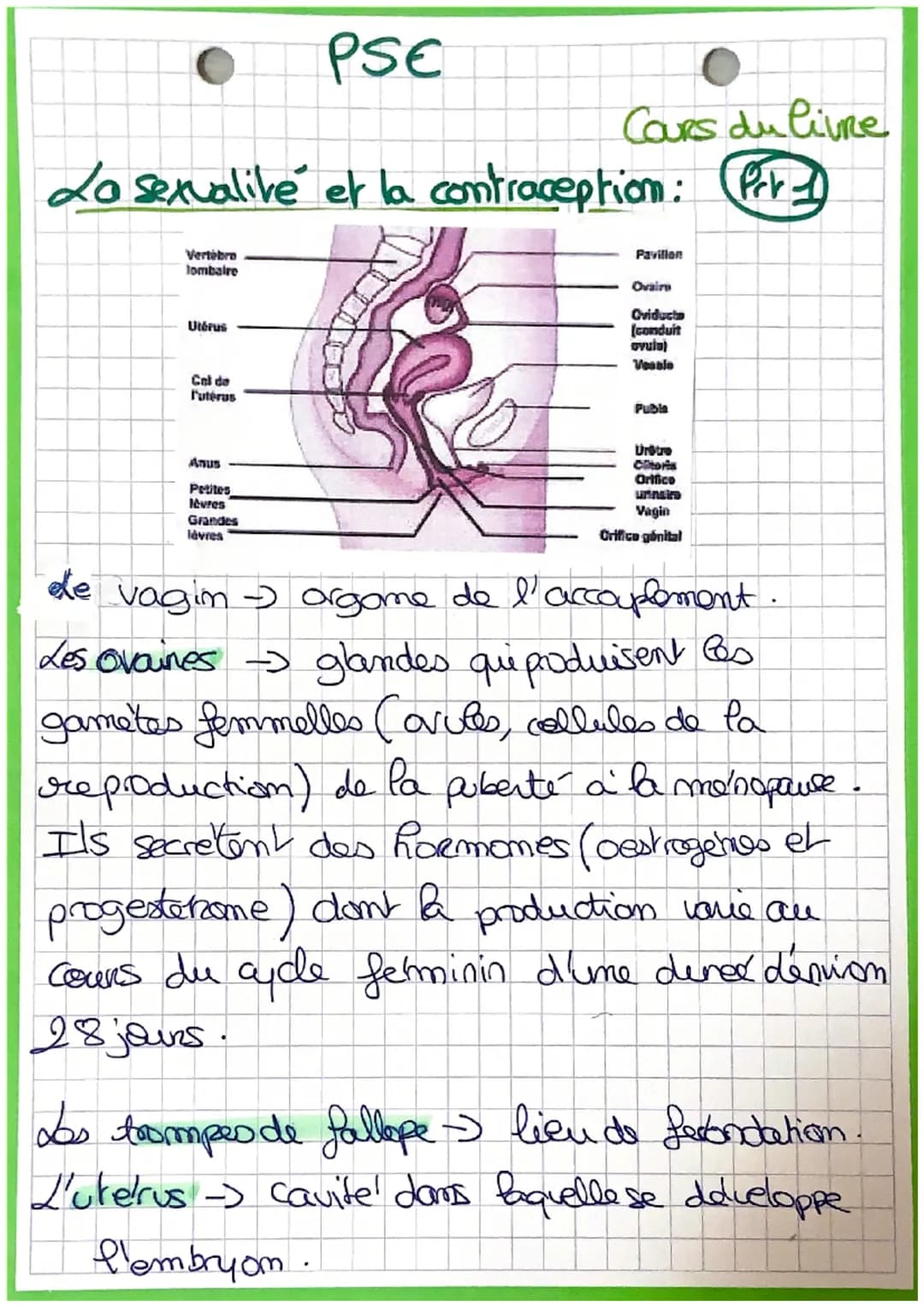 PSE
Cours du livre
La sexualité et la contraception: (Per-)
Vertebro
lombaire
Utérus
Cel de
l'utérus
Anus
Petites
lèvres
Grandes
lèvres
Pavi