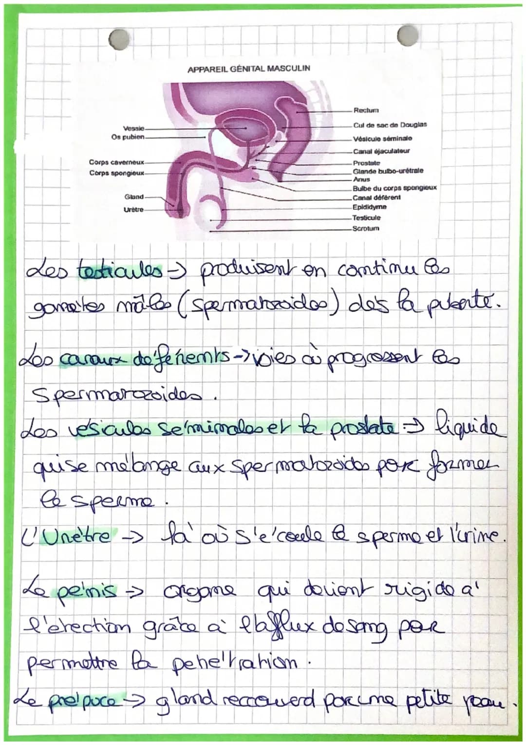 PSE
Cours du livre
La sexualité et la contraception: (Per-)
Vertebro
lombaire
Utérus
Cel de
l'utérus
Anus
Petites
lèvres
Grandes
lèvres
Pavi