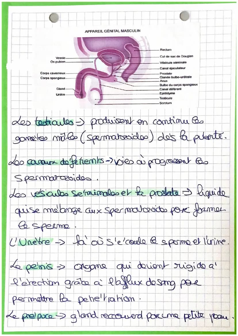 PSE
Cours du livre
La sexualité et la contraception: (Per-)
Vertebro
lombaire
Utérus
Cel de
l'utérus
Anus
Petites
lèvres
Grandes
lèvres
Pavi