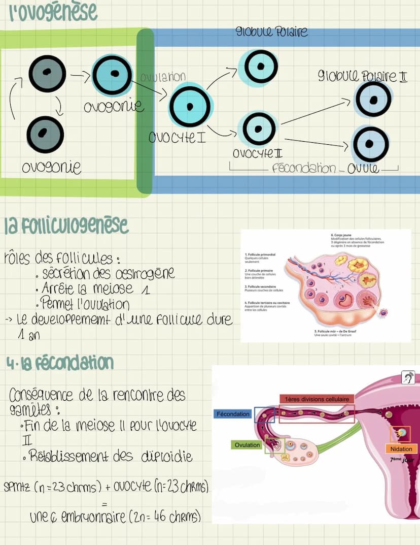 
<p>L'ovogenèse</p>
<p>L'ovogenèse est le processus de formation des ovocytes chez la femme. Elle se déroule en plusieurs étapes, dont l'ovo