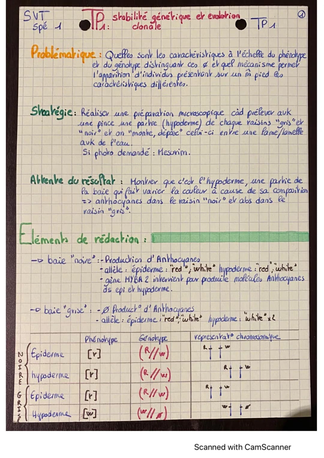 SNT
P stabilité génétique et evolution
Problématique : Quelles sont les caractéristiques à l'écheffe du phéndype
ek du génotype distinguant 