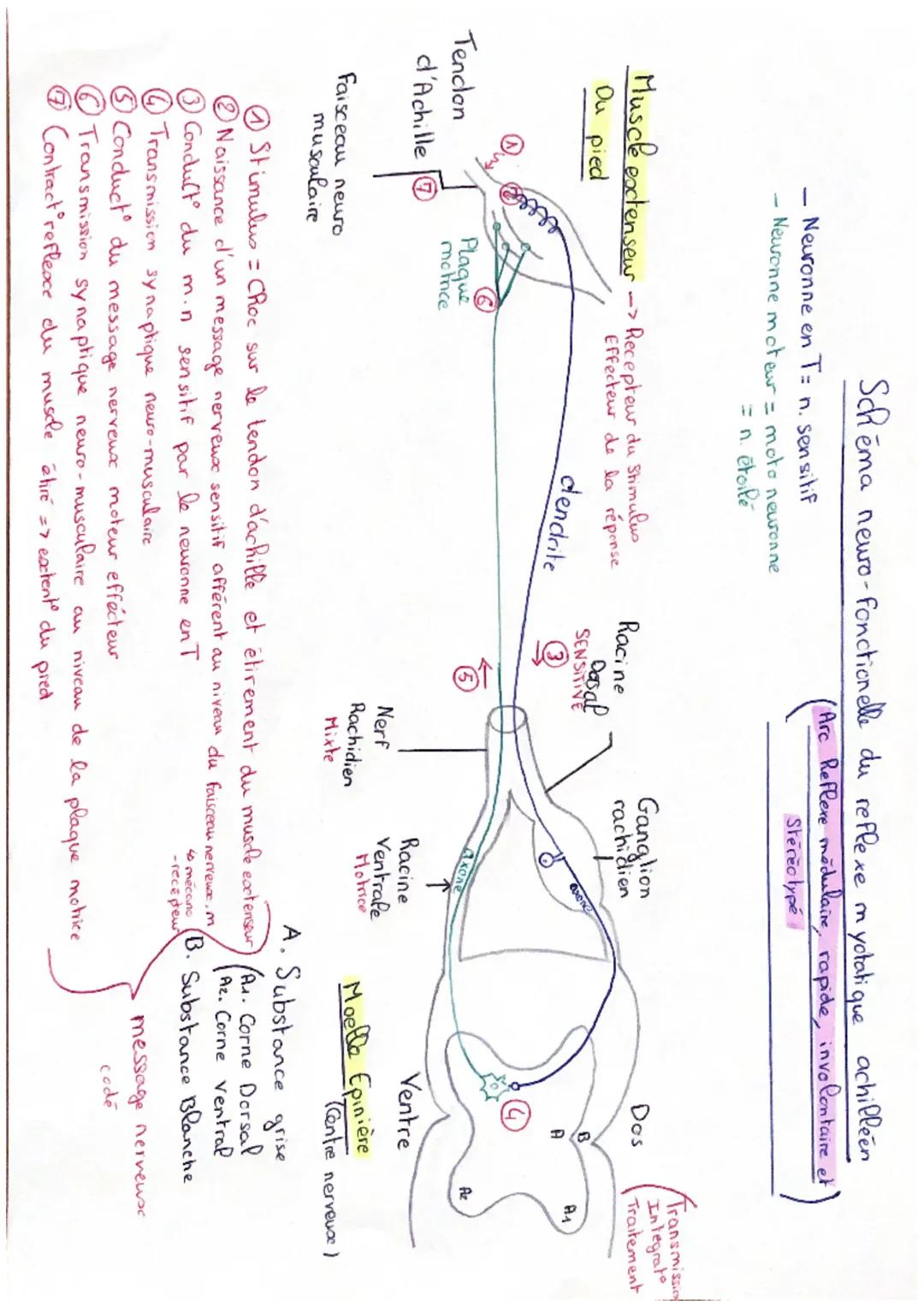 Schema
. Neuronne en T= n. sensitif
-
• Neuronne moteur = moto neuronne
= n étoilé
Muscle extenseur
Ou pied
Tendon
d'Achille
Faisceau neuro
