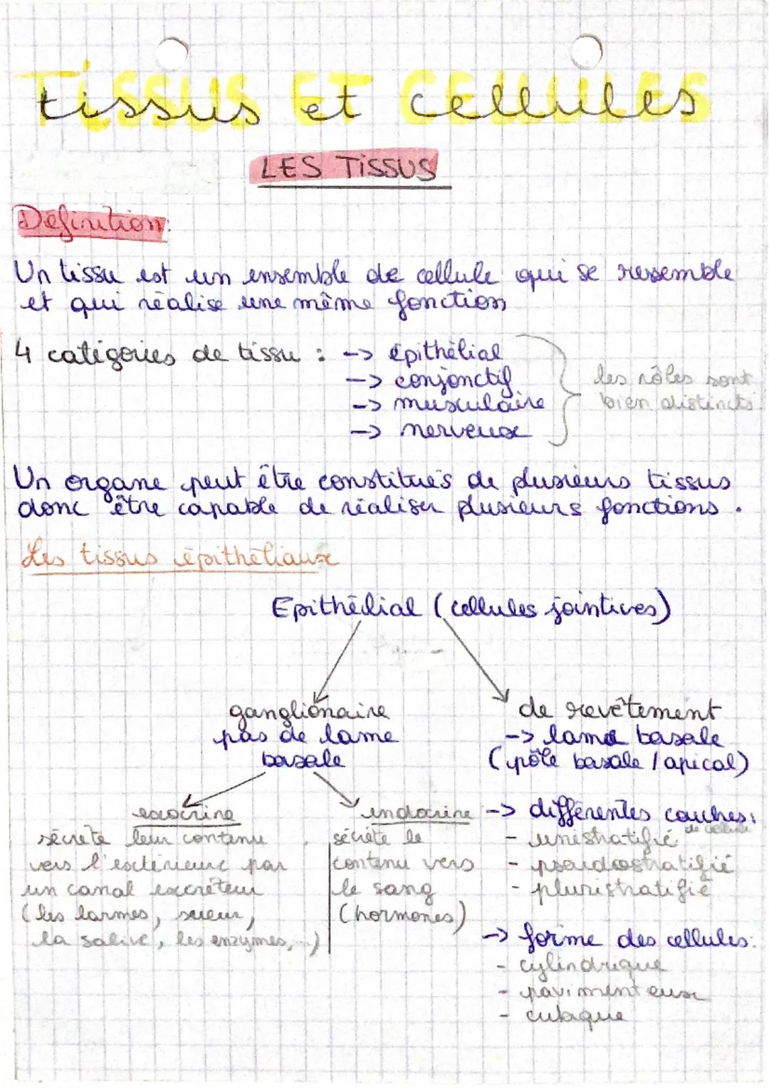 Exploration des Tissus et des Cellules Humaines