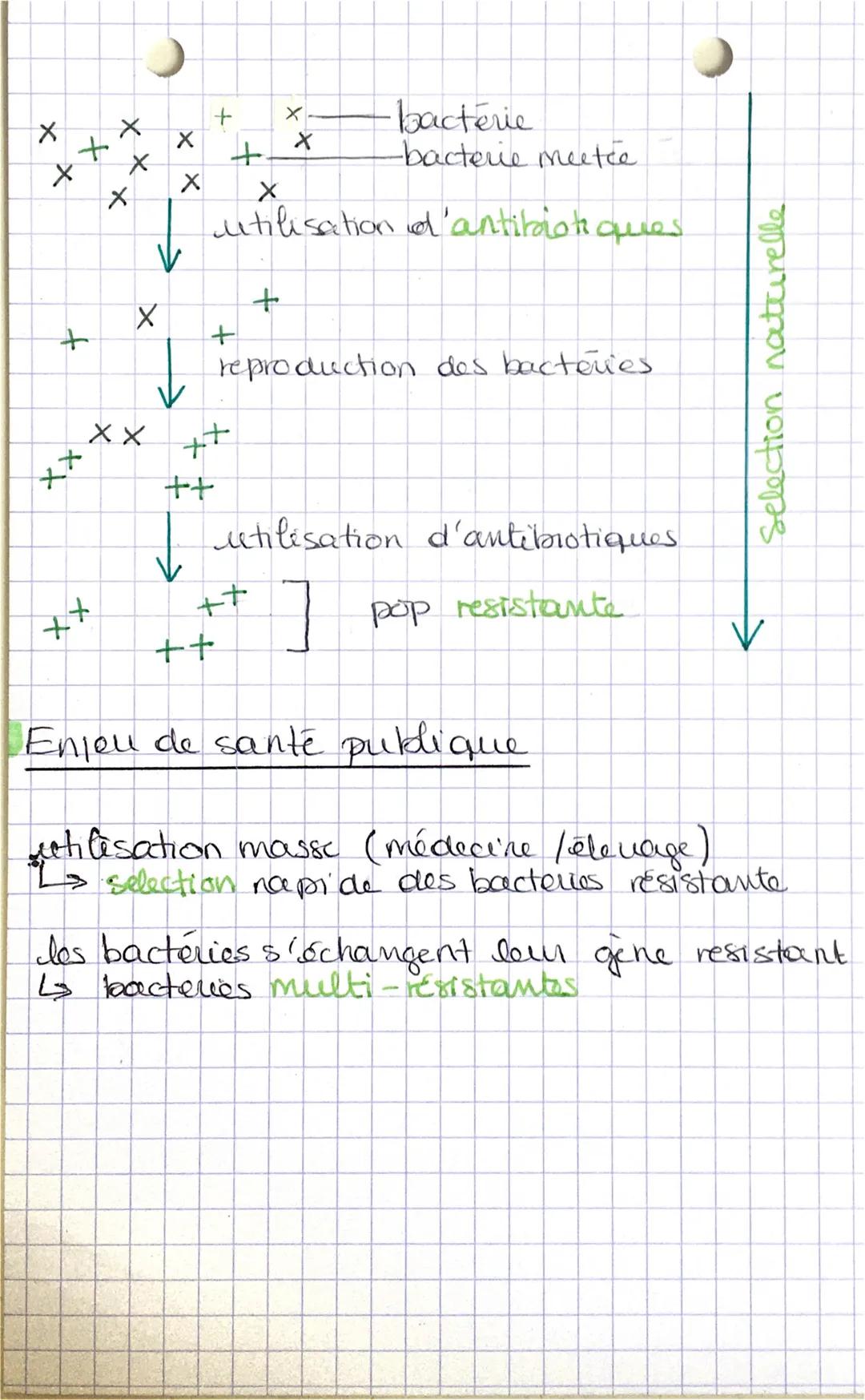 SIT
16
Résistance aux anti-
biotiques
-
1/1
bactéries: être vivant unicellulave procarjote
↳s la plupart n'ont aucune influence sur la santé